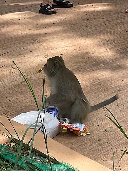 2023年暑假南部六日遊day2~初訪壽山動物園，第一次跟獼