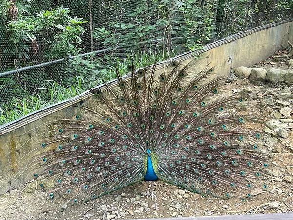 2023年暑假南部六日遊day2~初訪壽山動物園，第一次跟獼