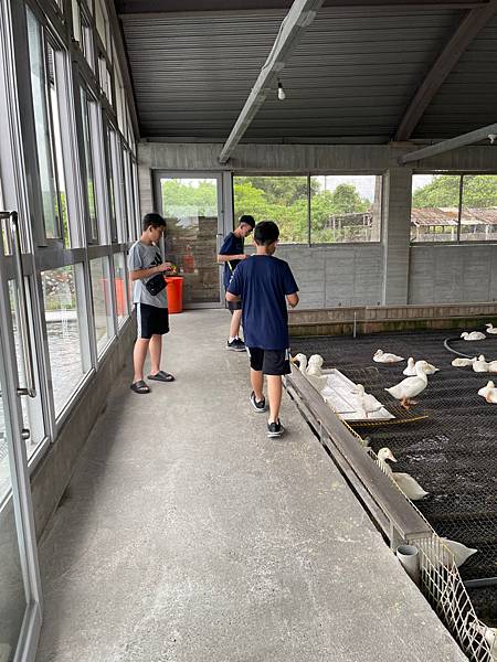 暑假宜蘭二日遊DAY2~超讚的親子景點 ~甲鳥園（複合式養鴨