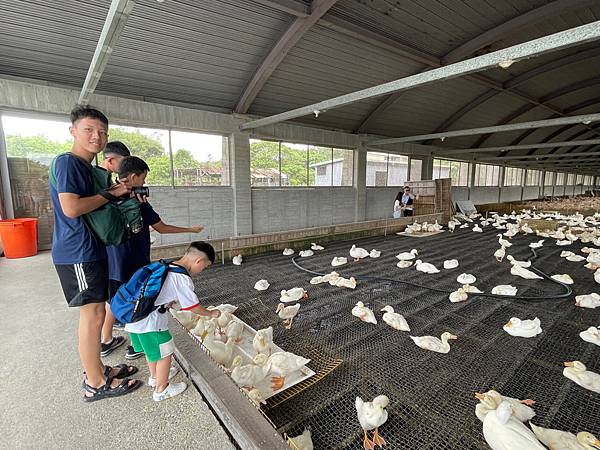 暑假宜蘭二日遊DAY2~超讚的親子景點 ~甲鳥園（複合式養鴨