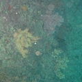 軟珊瑚區2