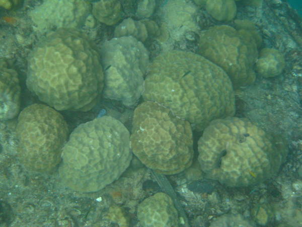 腦狀珊瑚2