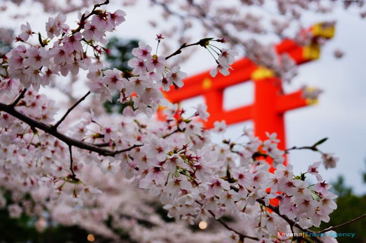 京 櫻花 平安神宮神苑 倒映水中的櫻花饗宴 卡瓦納 京都自由滯在 痞客邦 京 櫻花 平安神宮神苑 倒映水中的櫻花饗宴 卡瓦納 京都自由滯在 痞客邦