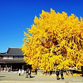 nEO_IMG_DSC09185 nEO_IMG_DSC09185