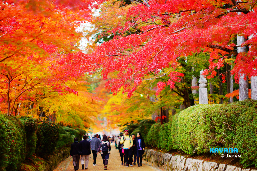 世界遺產高野山 關西地區最早見頃的楓紅 交通攻略 必拍紅葉隧道 見頃時間 卡瓦納 京都自由滯在 痞客邦 世界遺產高野山 關西地區最早見頃的楓紅 交通攻略 必拍紅葉隧道 見頃時間 卡瓦納 京都自由滯在 痞客邦