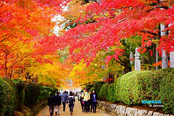 世界遺產高野山 關西地區最早見頃的楓紅 交通攻略 必拍紅葉隧道 見頃時間 卡瓦納 京都自由滯在 痞客邦