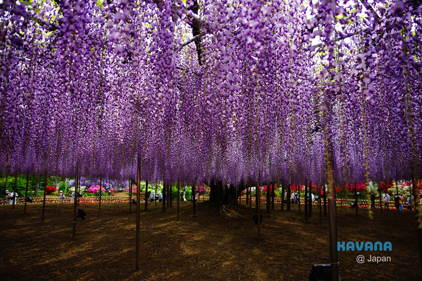 櫪木 關東紫藤花聖地 足利花卉公園 足利フラワーパーククーポン 卡瓦納 京都自由滯在 痞客邦