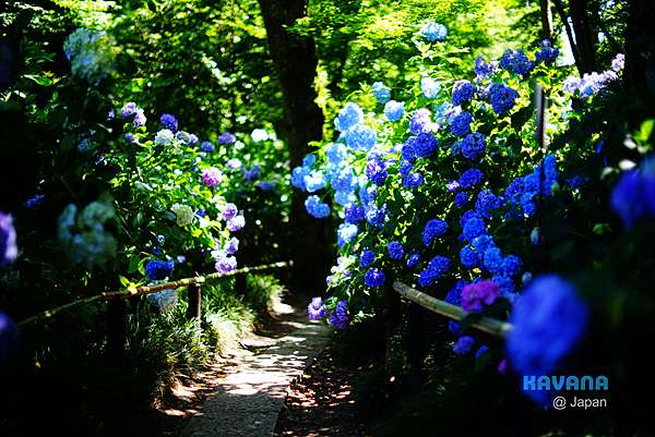 京 花語 奈良的超美紫陽花名所 矢田寺 卡瓦納 京都自由滯在 痞客邦