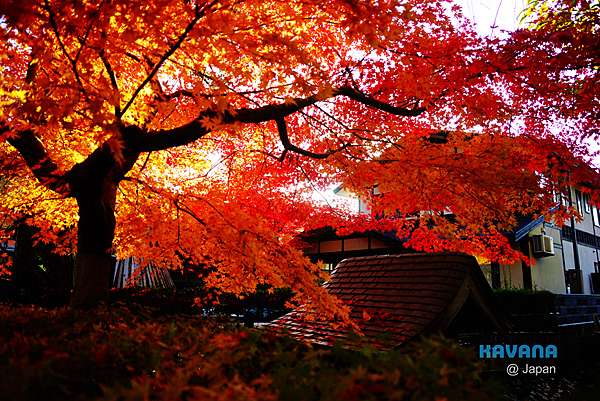 18日本紅葉楓葉全攻略 紅葉預測 參考網站 見頃地點 見頃情報每日更新中 卡瓦納 京都自由滯在 痞客邦 18日本紅葉楓葉全攻略 紅葉預測 參考網站 見頃地點 見頃情報每日更新中 卡瓦納 京都自由滯在 痞客邦