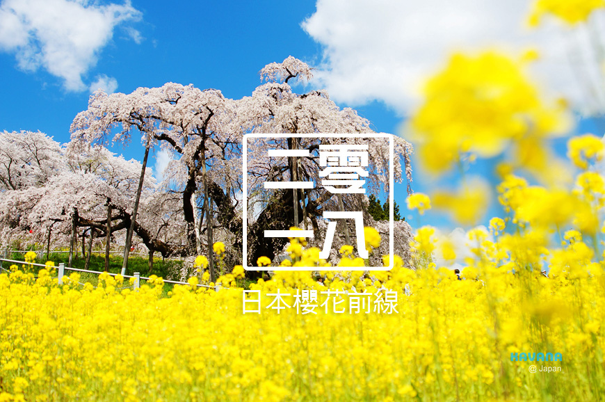 sakura.jpg sakura.jpg