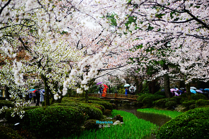 石川 櫻 三大名園x櫻花百選 兼六園 細雨綿綿中的櫻花花見 卡瓦納 京都自由滯在 痞客邦