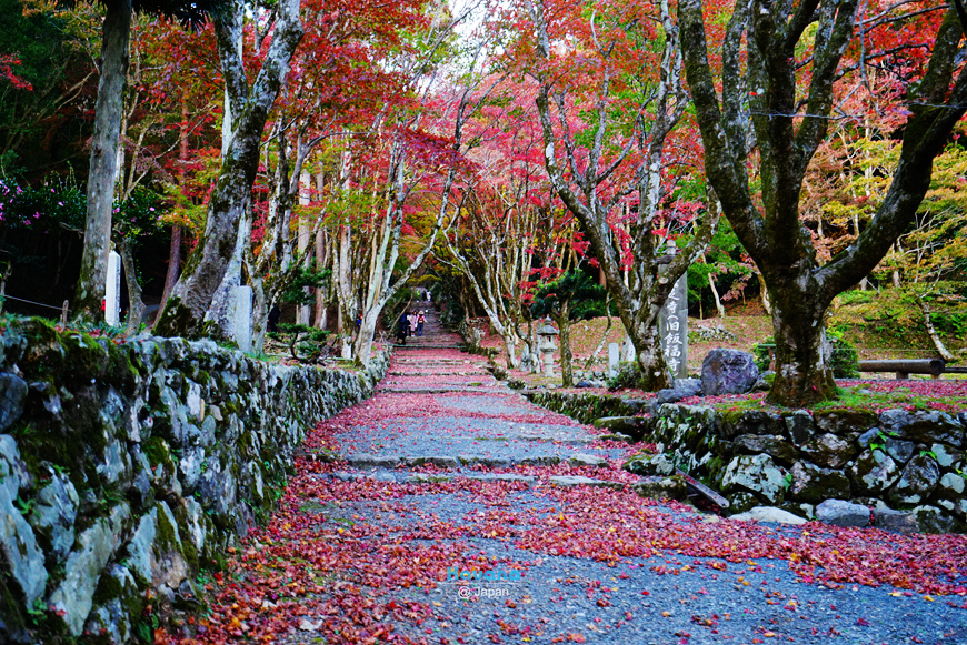 來去遠的要命滋賀紅葉名所 雞足寺 欣賞參道上的紅葉地毯 含交通介紹 卡瓦納 京都自由滯在 痞客邦