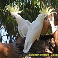 tb_sccockatoo_p1310438.jpg