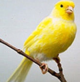 canary.jpg