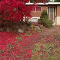 red tree.jpg