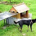 花爺與他的小屋