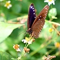 漂亮的紫斑蝶