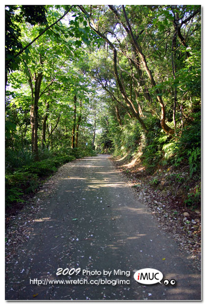 桐花隧道