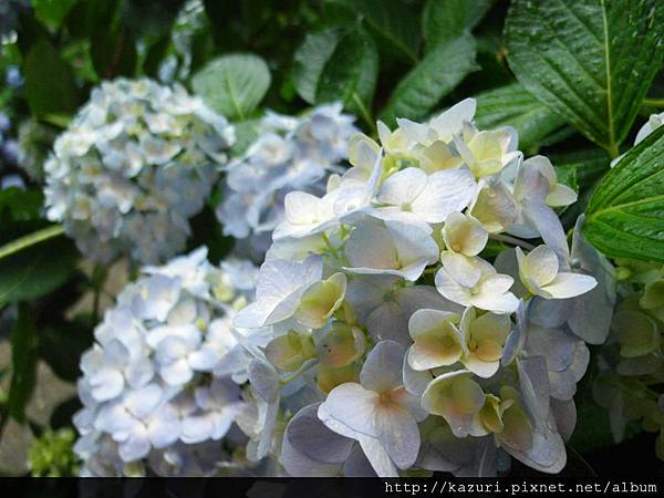 地圖 雨天 矢田寺 紫陽花 未央少年記ii 痞客邦