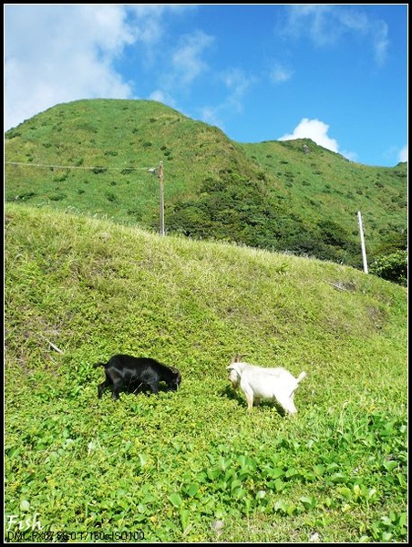 山羊山羊