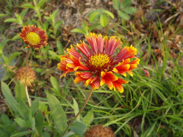 P5160144.jpg