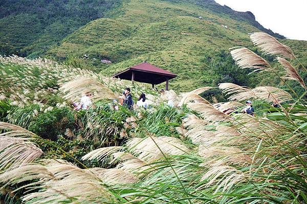 ,草嶺古道,芒花季,新北,貢寮,登山,