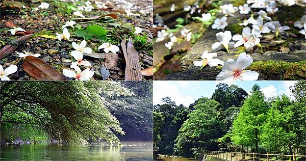 基隆,七堵區,富民親水公園,桐花季,基隆賞桐,車站,秘境,基隆景點