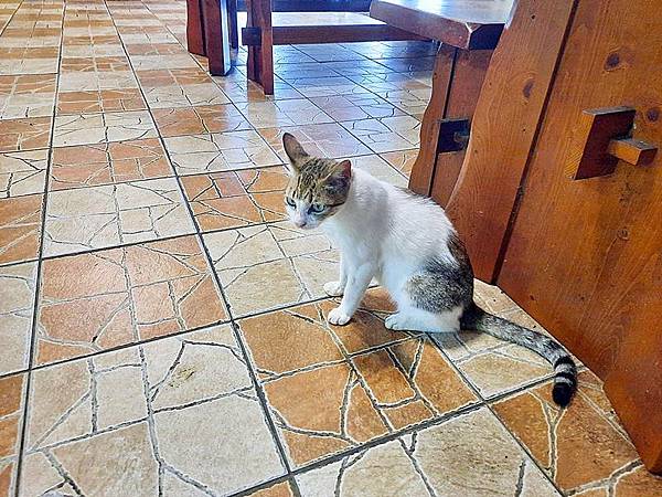 食話食說272：花蓮美食！伊娜飛魚，飛魚特色料理，原住民風味