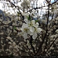 IMG_2708