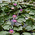P1150119.JPG