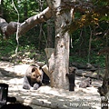 P1180106.JPG