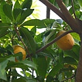 P1200683.JPG