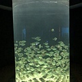 IMG_9663.JPG