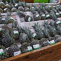 P1260411.JPG