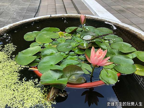 【南投景點】日月潭玄奘之路~從玄光寺到玄奘寺的@南投縣魚池鄉