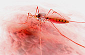 mosquito.jpg