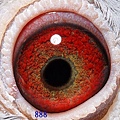 12-144542eye