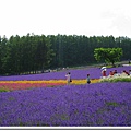 富田農場~彩虹花田