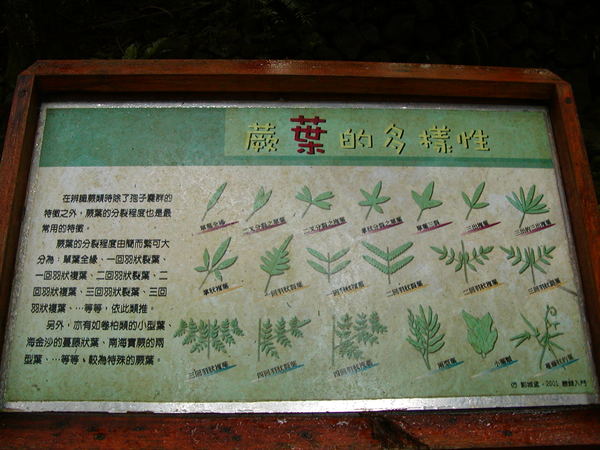 蕨類植物分類