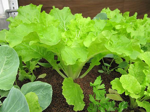 魚菜共生高雄 Aquaponics Kaohsiung 魚菜共生高雄 皺葉白菜成長心得 1