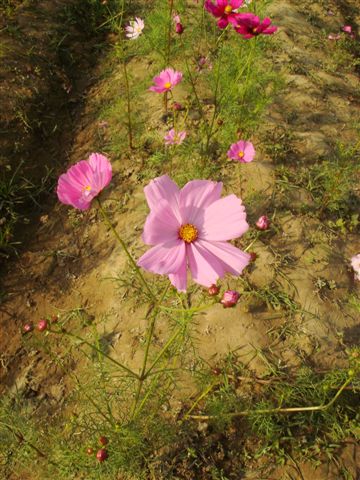 那邊有波斯菊