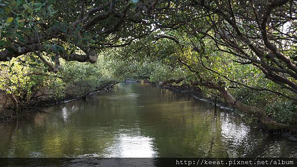 四草綠色隧道風景