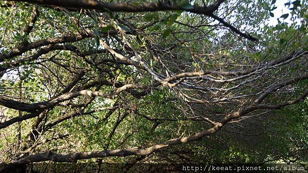 四草綠色隧道風景