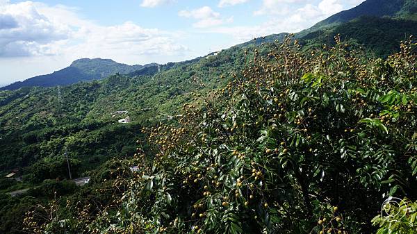 滿山頭的龍眼
