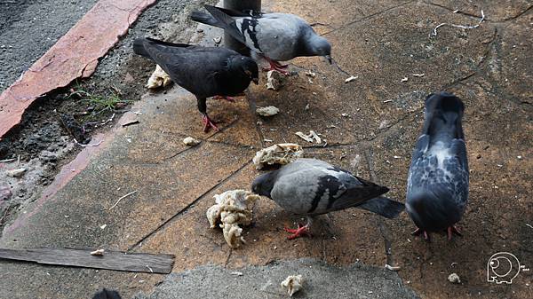 鴿子吃雞肉