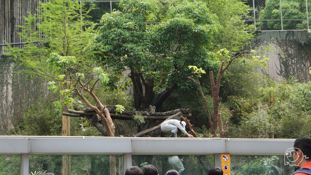 圓圓跟圓仔