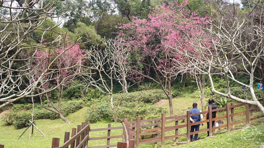 碧湖公園