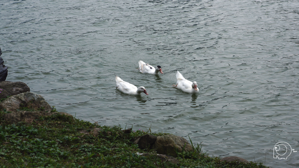 碧湖公園