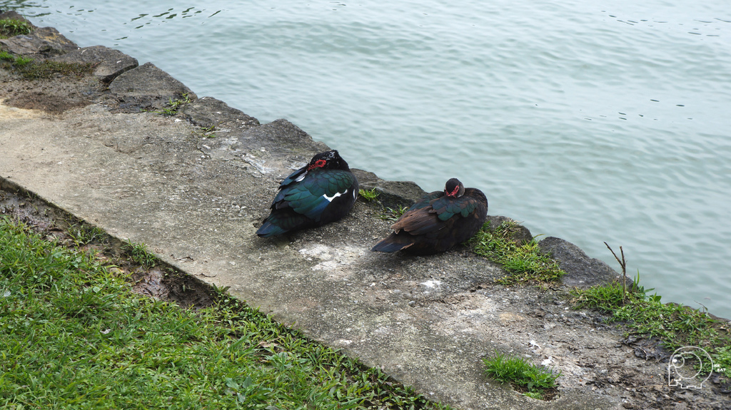 碧湖公園