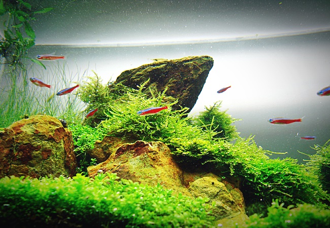 魚缸DSC02127-501 魚缸DSC02127-501